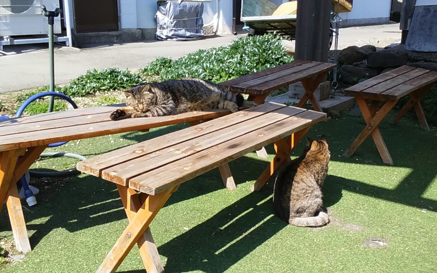 Two tabby cats on wooden picnic benches on a patch of green turf on Ainoshima, one asleep on a bench and one sitting underneath it