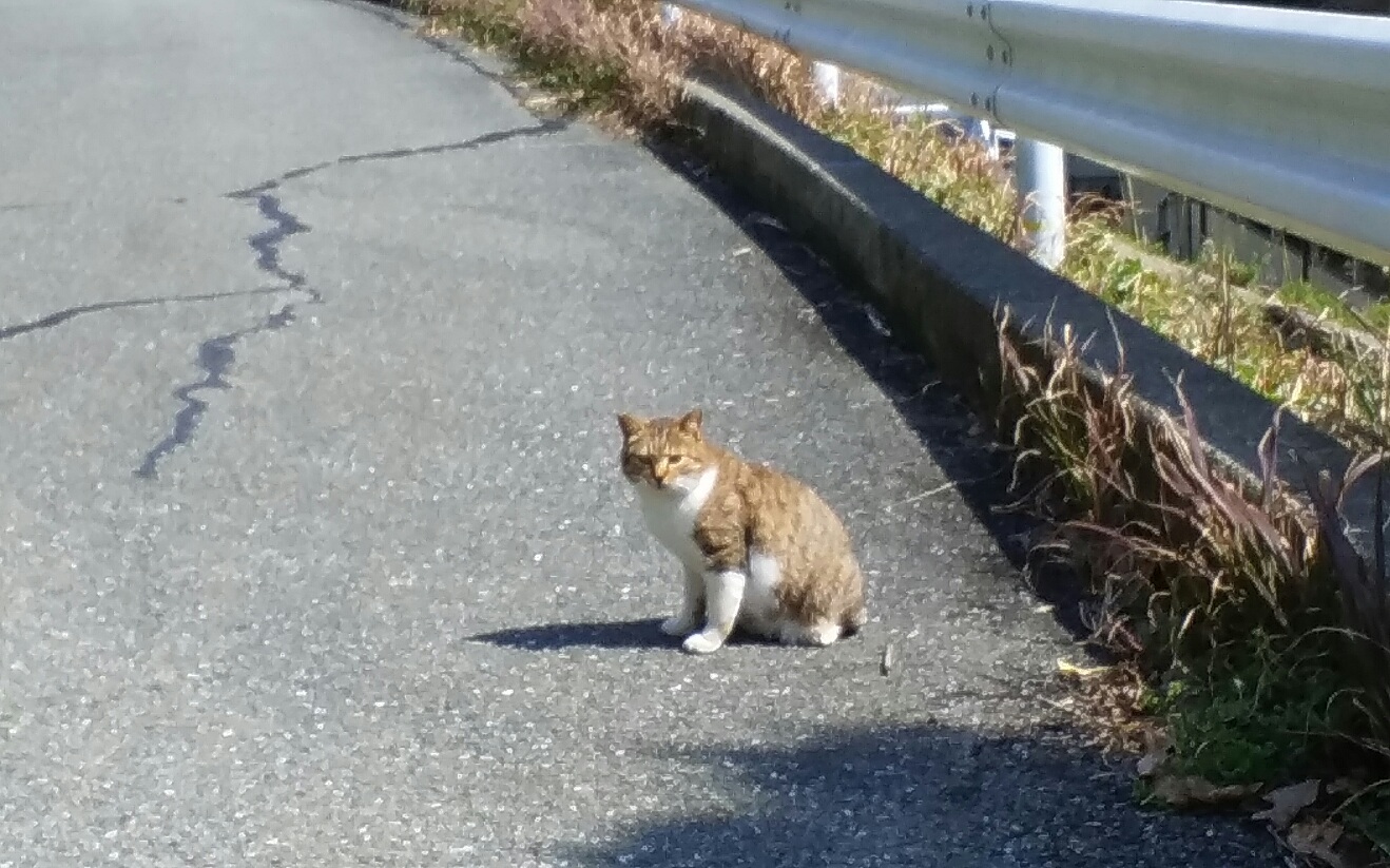 A cat on Ainoshima island