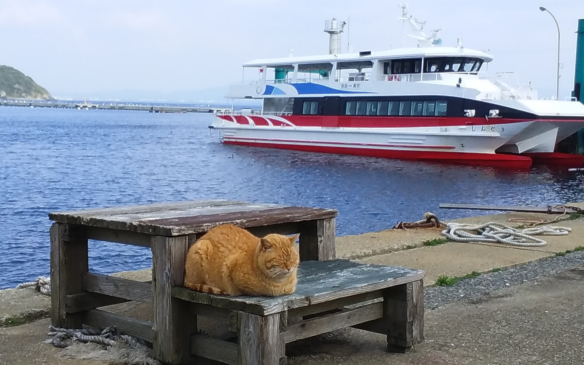 A cat on Ainoshima, Fukuoka