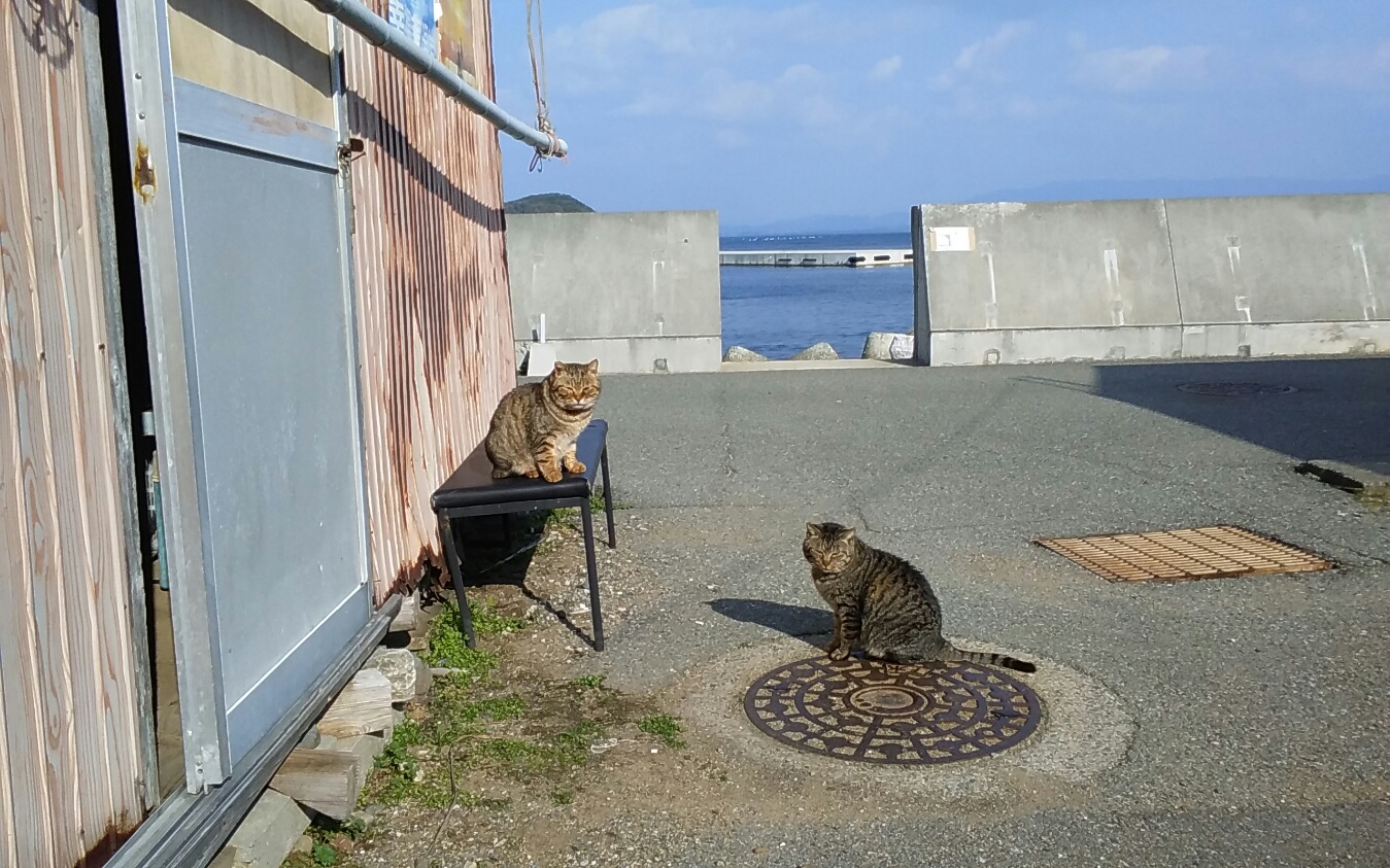 A cat resting on Ainoshima