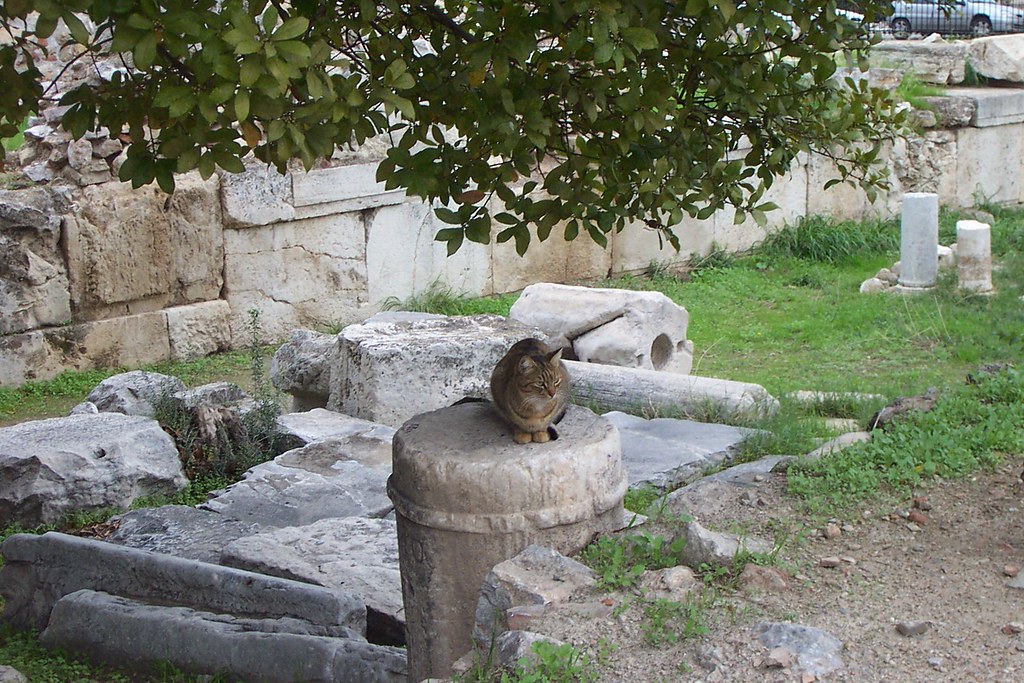 A tabby cat sitting on a column drum in the Roman Agora of Athens