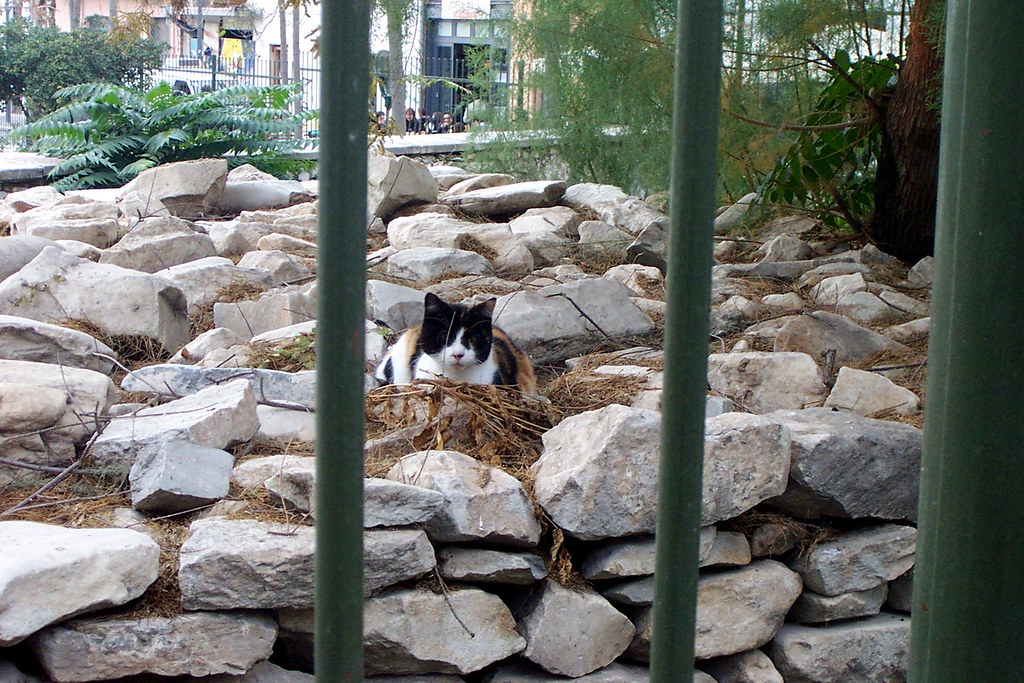A cat seen through the fence of the Roman Agora