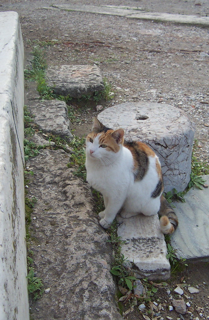 A cat waiting for attention in the Roman Agora