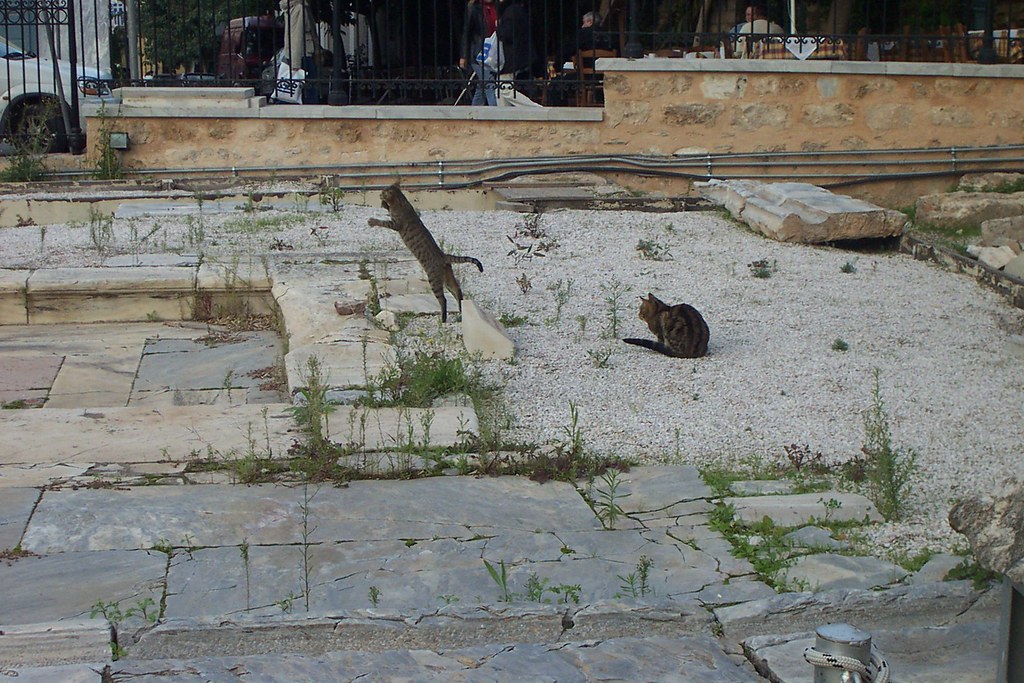 Cats in the Roman Agora with a mouse they have caught