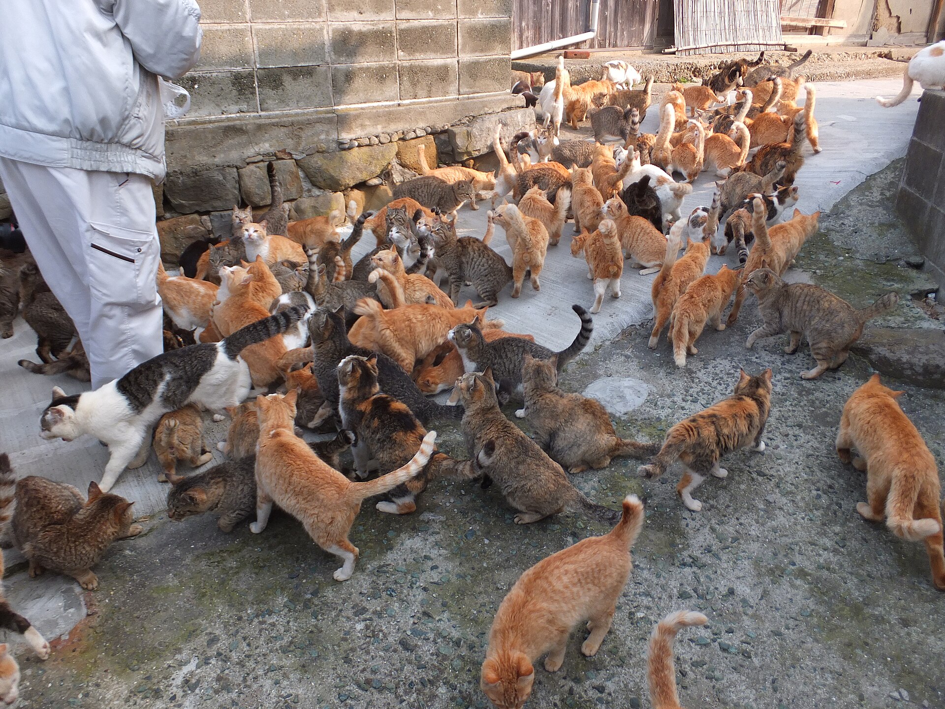 Cats on the harbour wall of Aoshima island