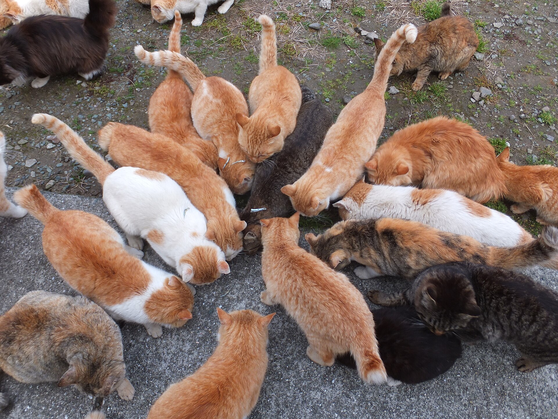 A crowd of cats on Aoshima