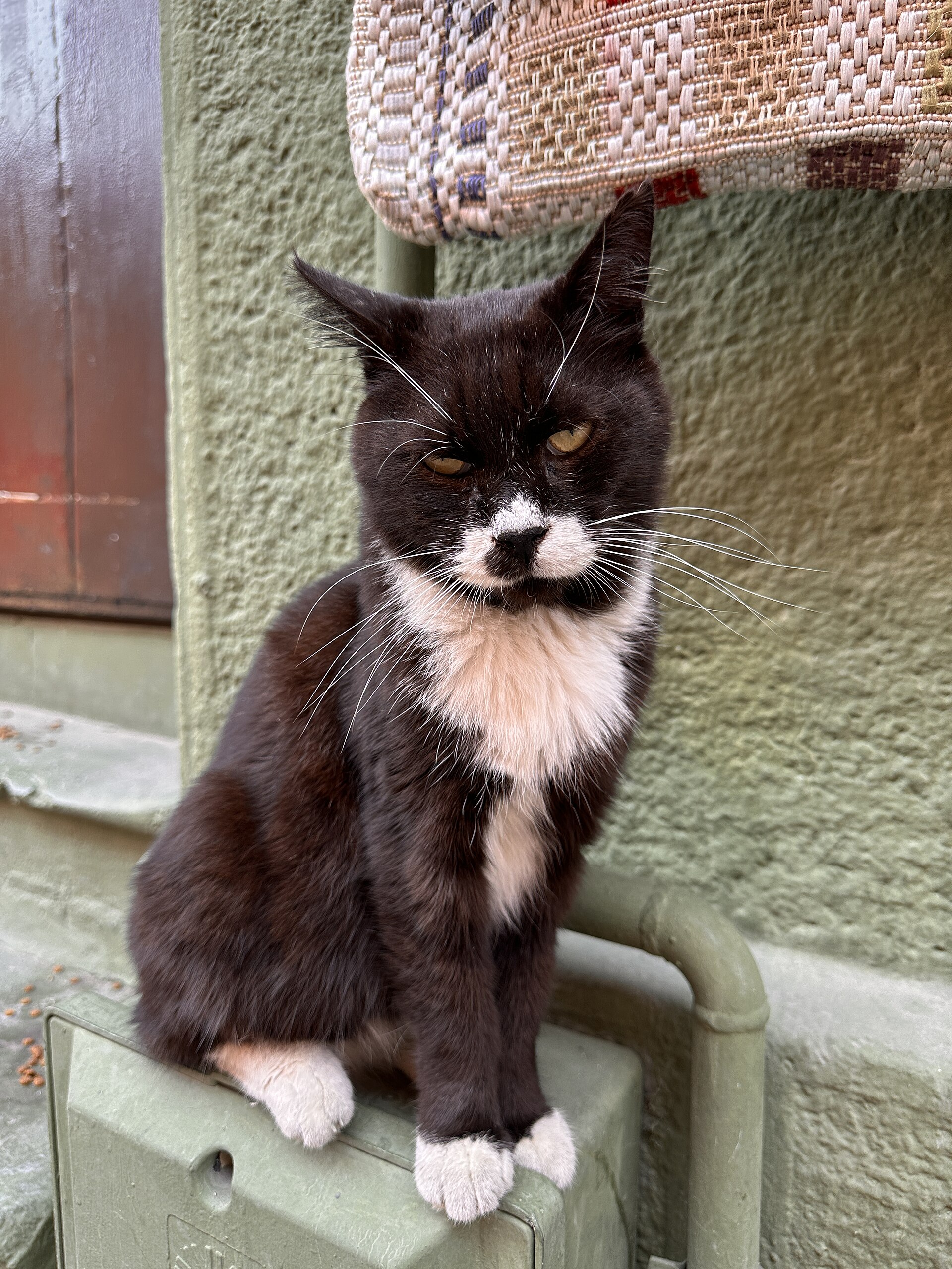 A cat on a street in Balat, Istanbul