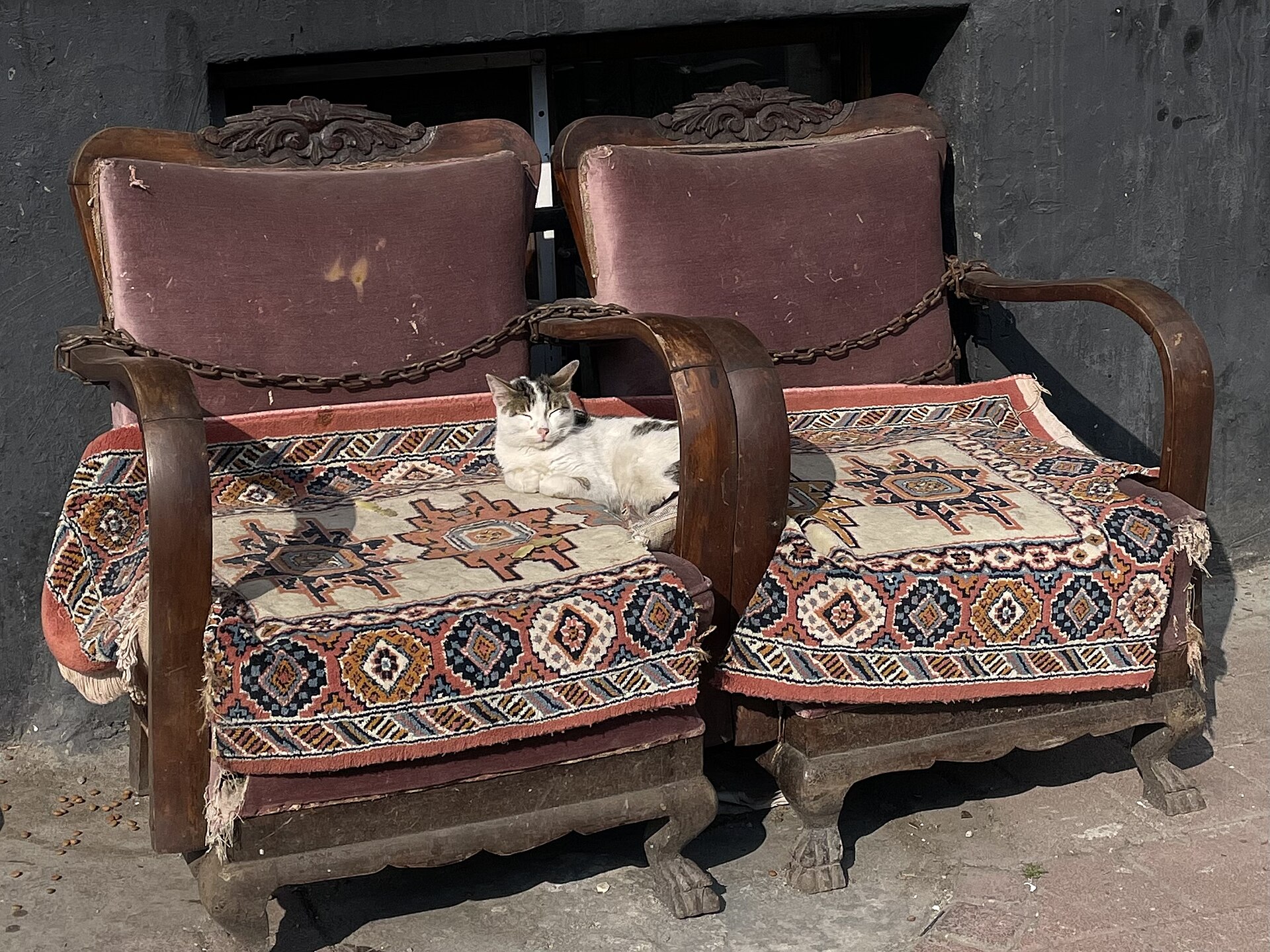 A sleepy cat in Balat