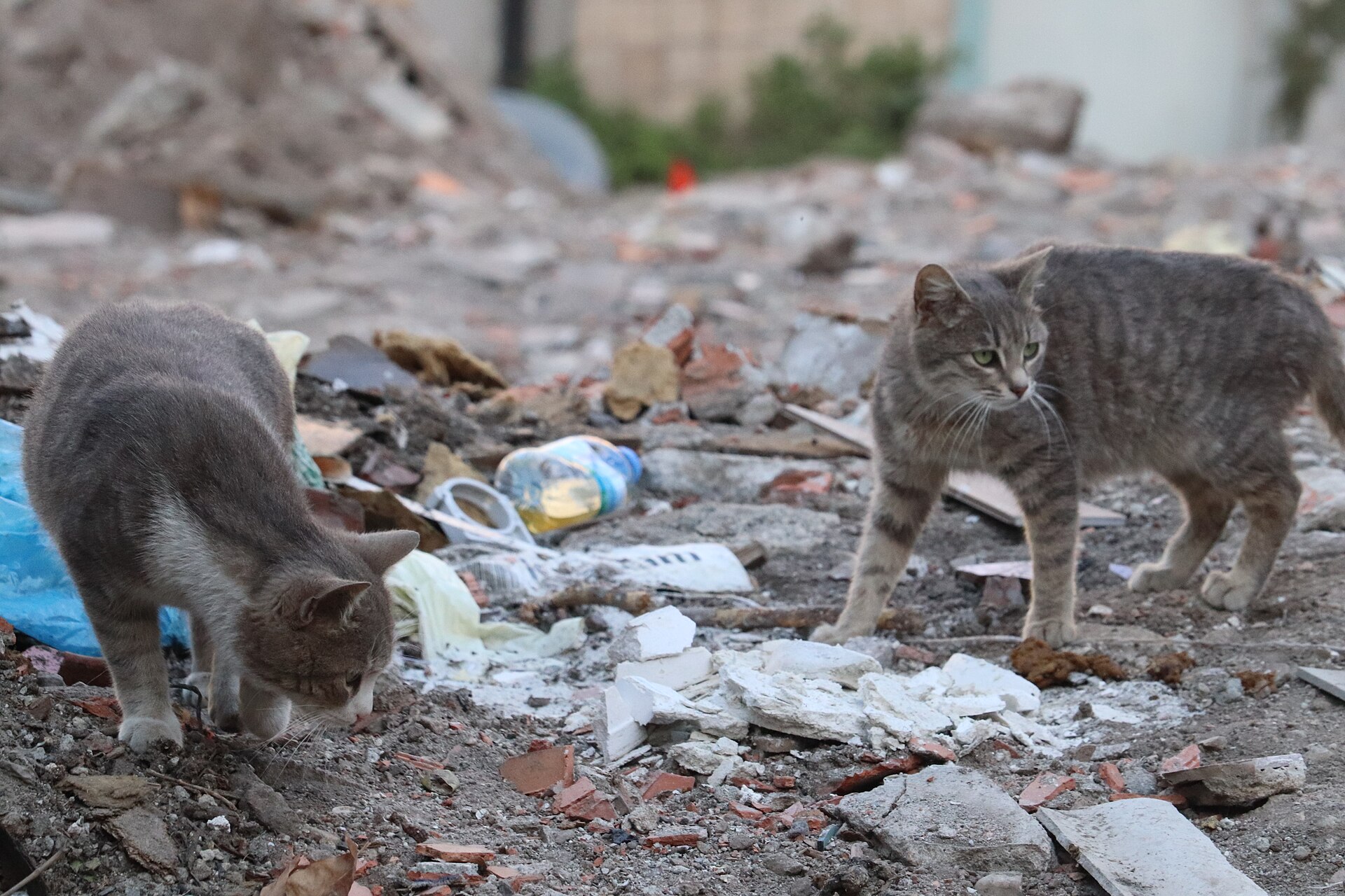 A street cat in Balat, Istanbul