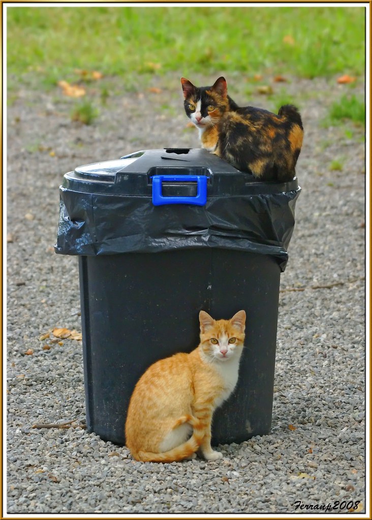 A mother cat and her kitten by a bin, street cats in Catalonia