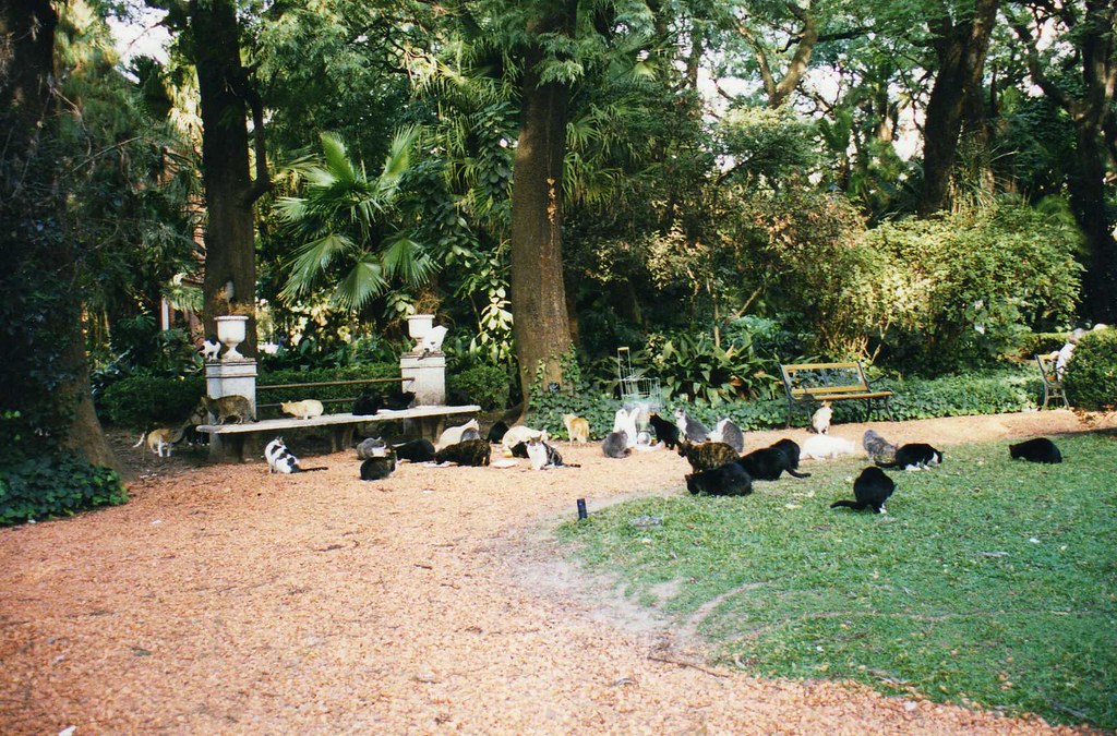 A cat in the Buenos Aires Botanical Garden