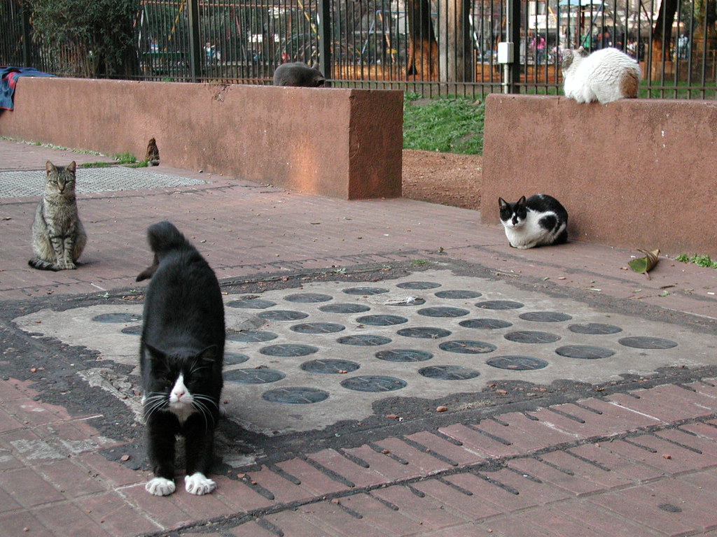 Five cats on a Buenos Aires pavement by the railings of a park