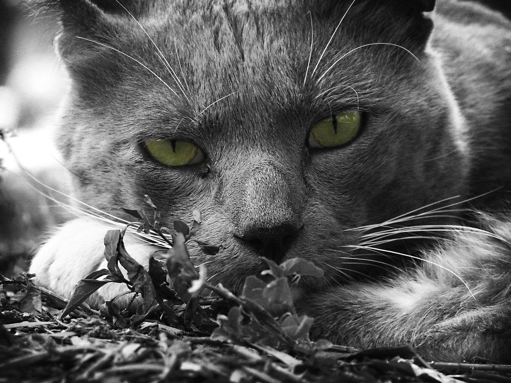 A grey cat with green eyes watching from the leaves