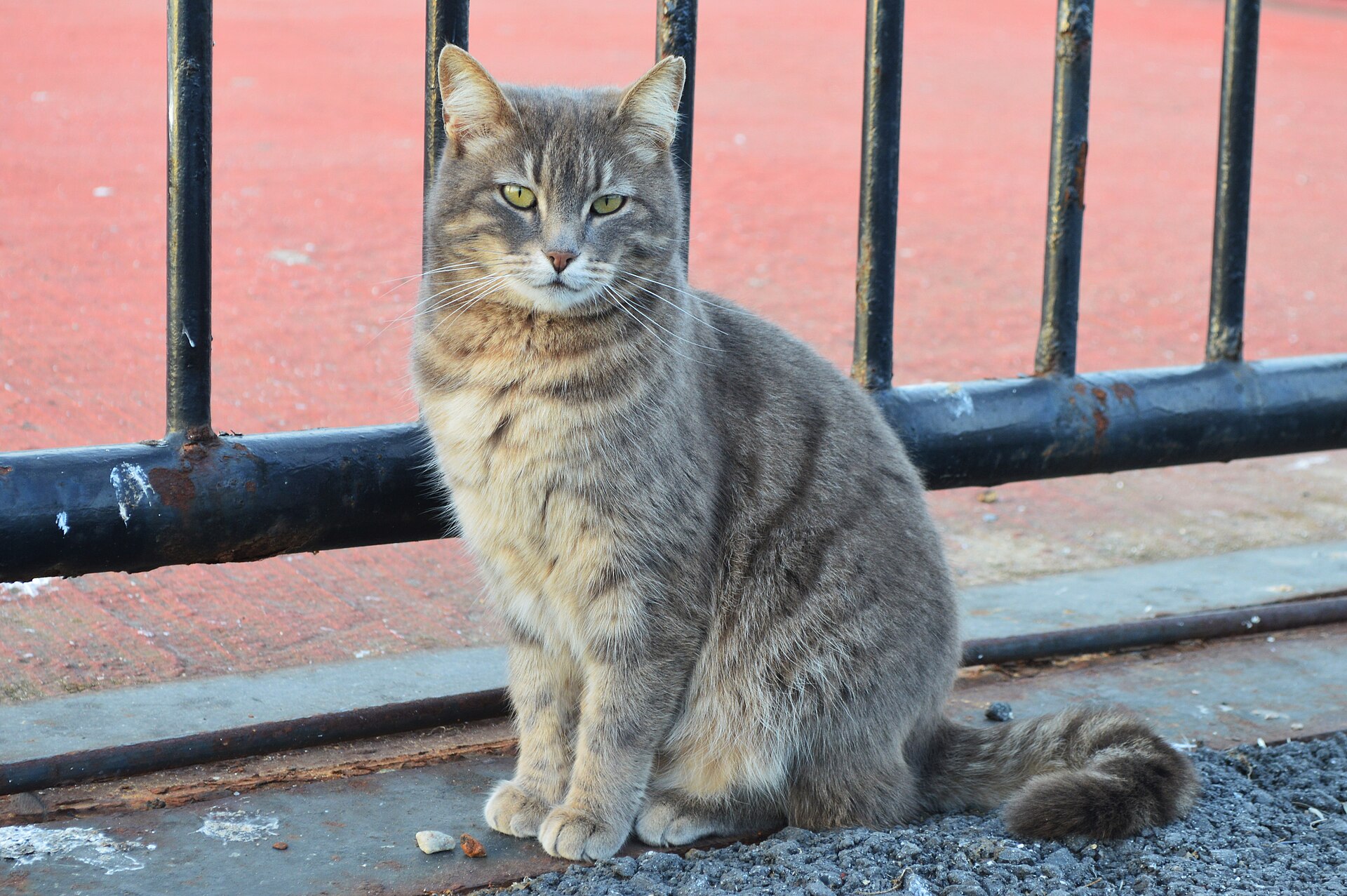 A cat in Büyükada