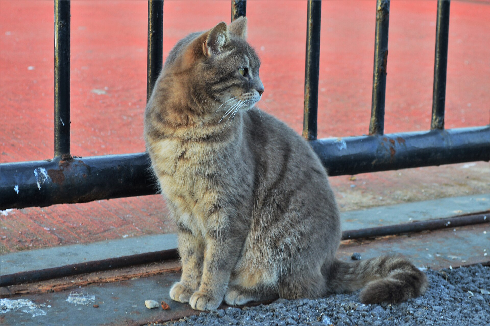 A cat on Büyükada Island, Istanbul
