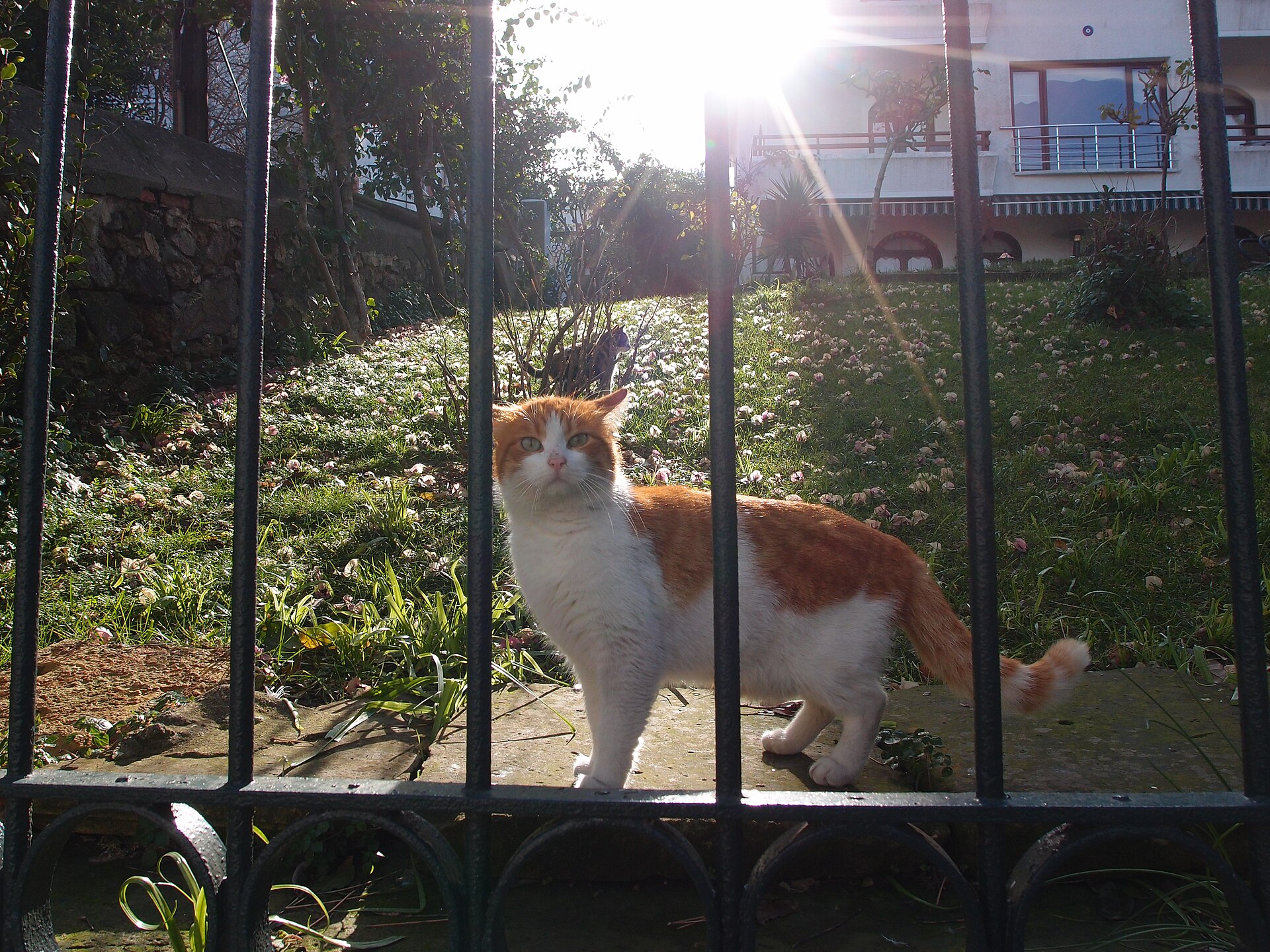 A cat on Büyükada, met on a trip to the Princes’ Islands