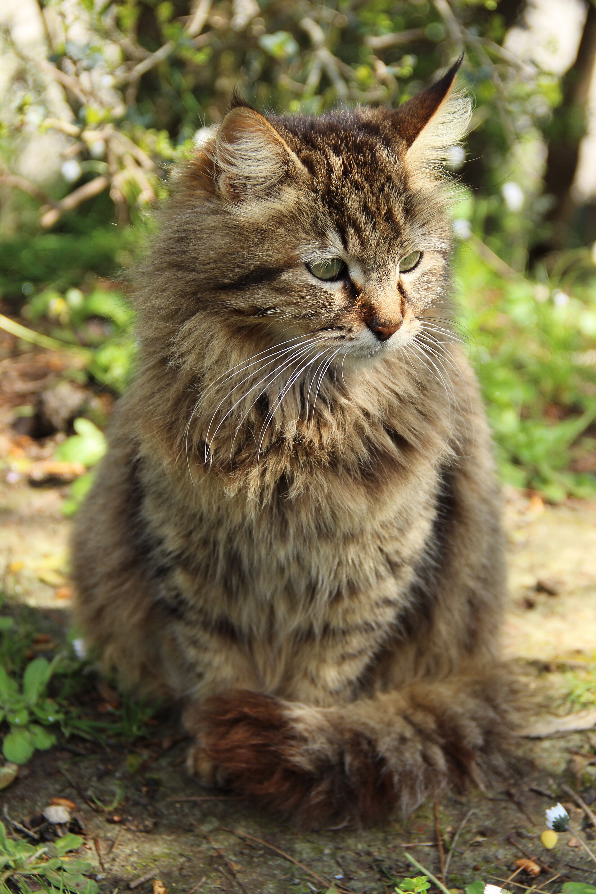 A cat on Büyükada in 2015