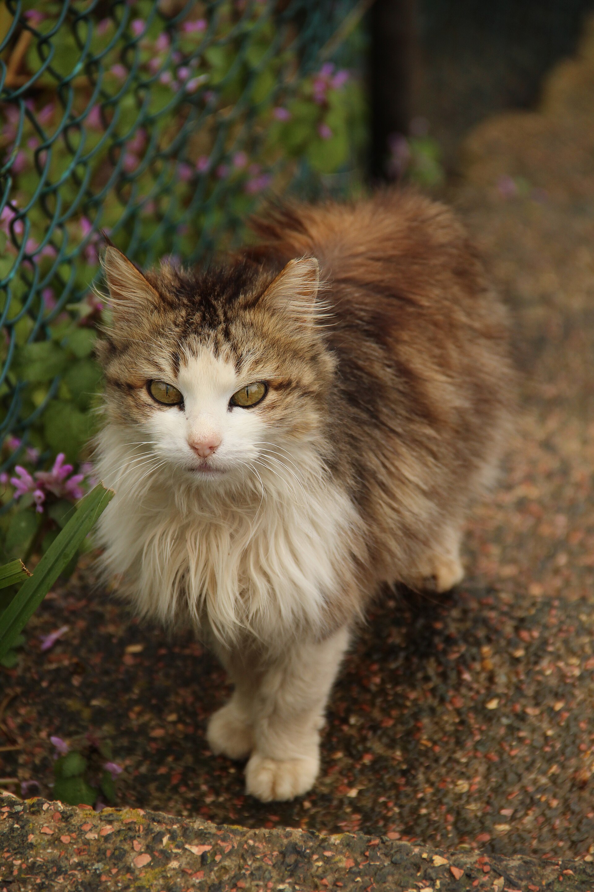 A cat on the island of Büyükada