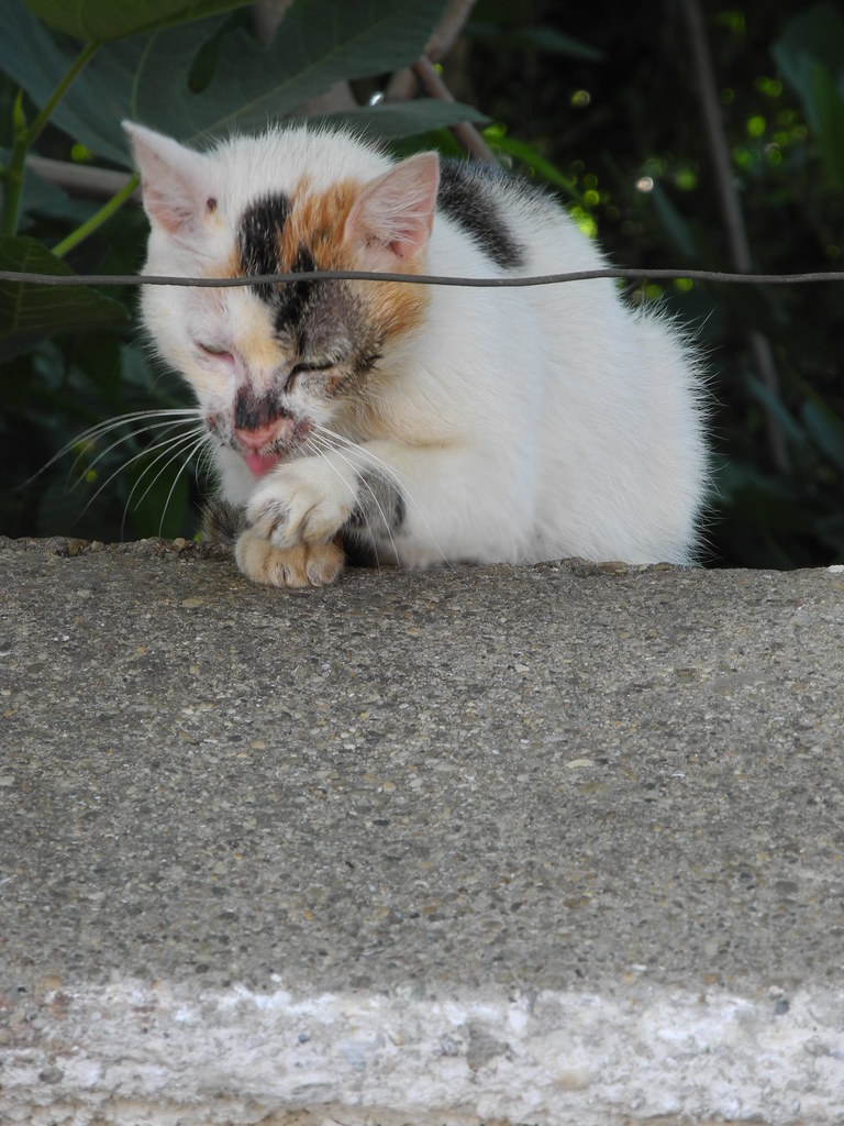 A calico cat washing on a wall in Chania