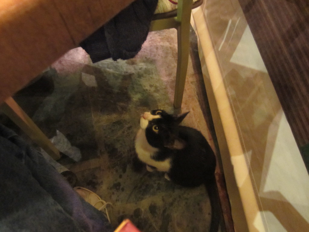 A restaurant cat in Chania