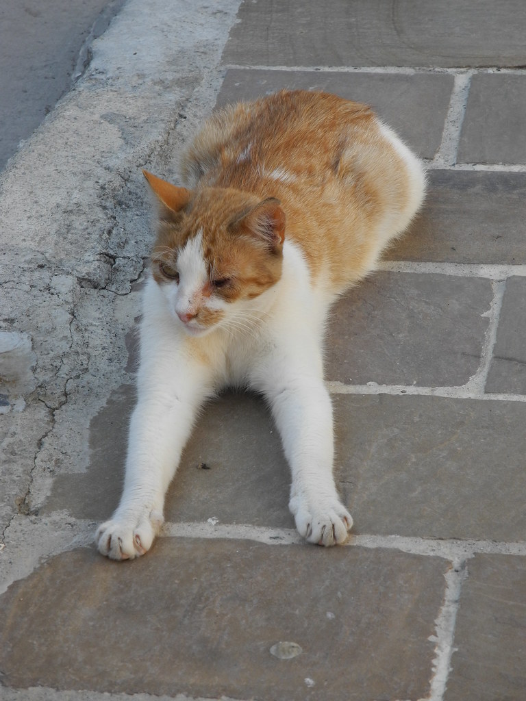 A ginger and white cat stretching on the pavement in Chania