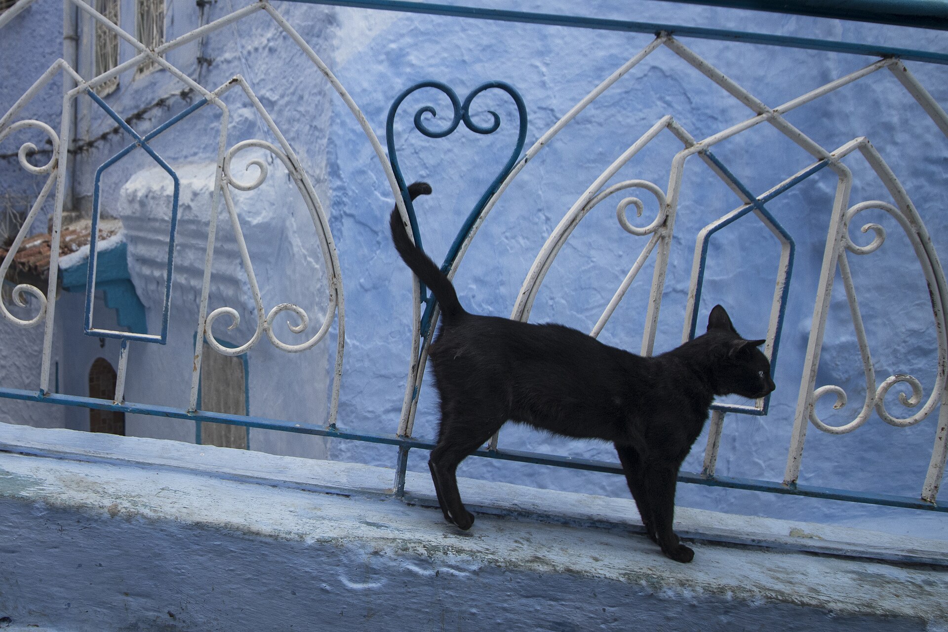 A black cat against a blue wall in Chefchaouen