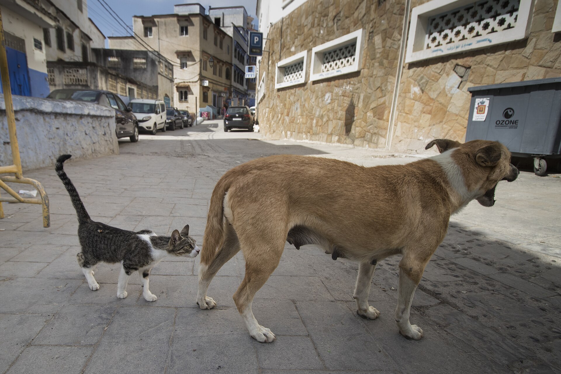 A cat in a blue street of the Chefchaouen medina