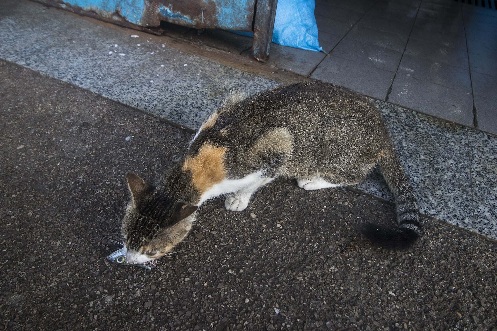 A cat in a blue street of Chefchaouen