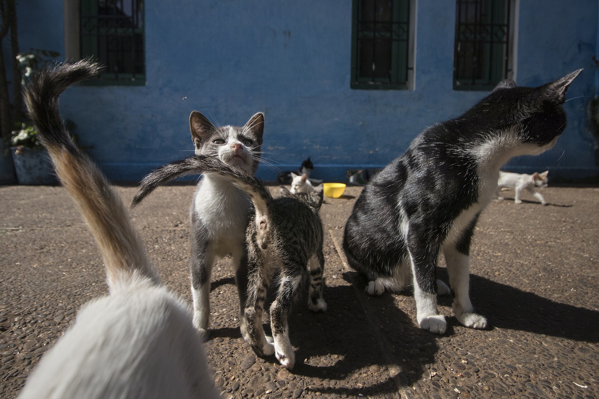 A cat on the blue steps of a Chefchaouen alley