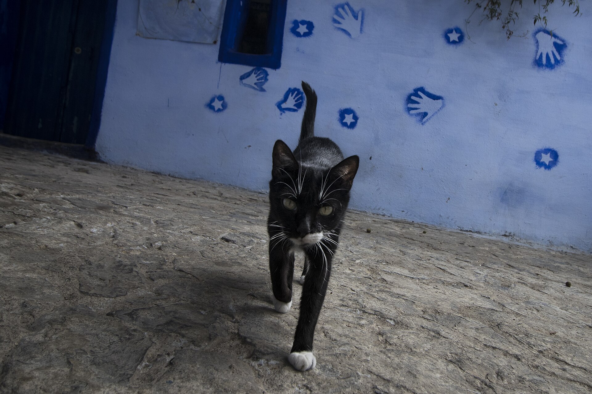 A cat on the blue steps of a Chefchaouen lane