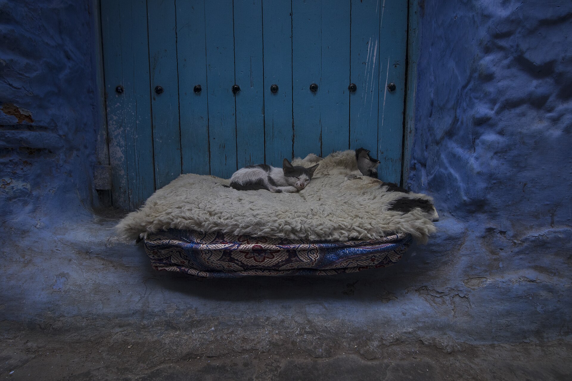 A cat resting in a blue lane in Chefchaouen