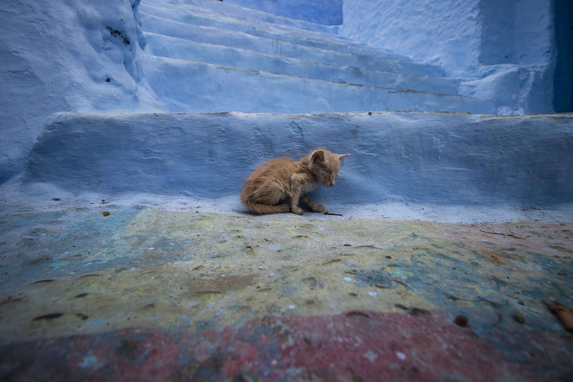 A cat on the street in Chefchaouen