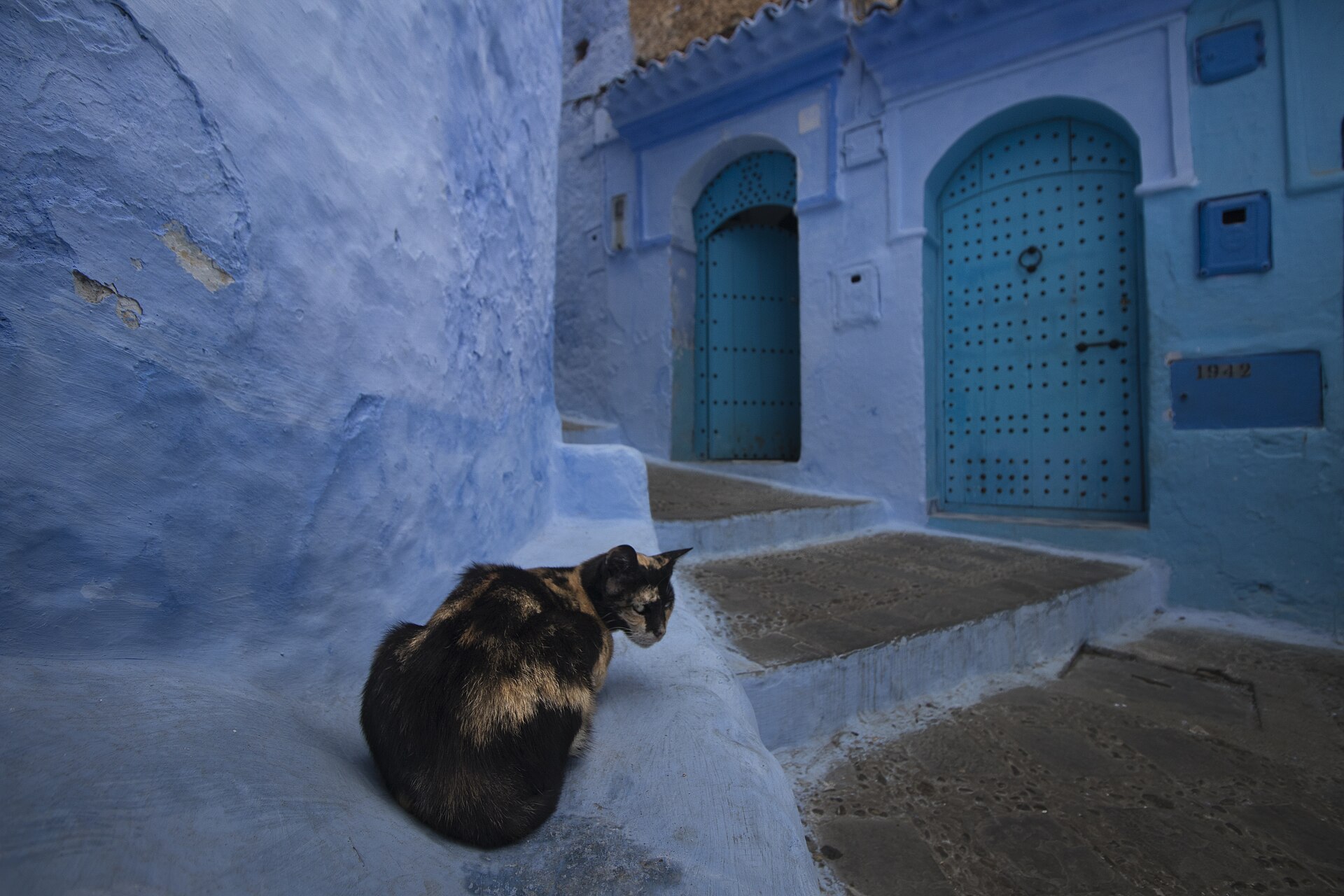 A tortoiseshell cat sitting on a blue-washed step below two blue arched doors in a Chefchaouen lane