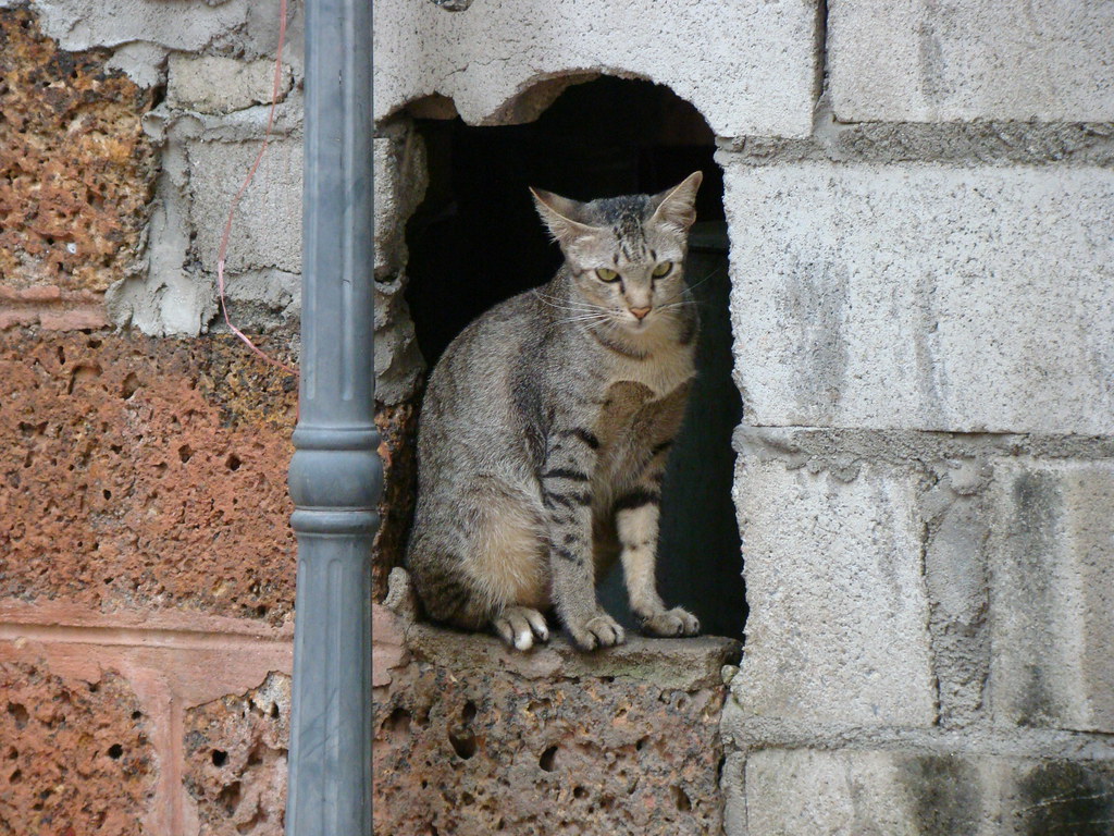 A cat in Chiang Mai