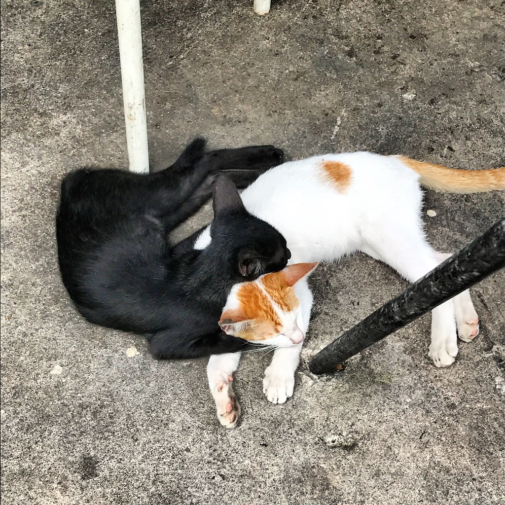 Two kittens asleep together on the concrete in Chiang Mai