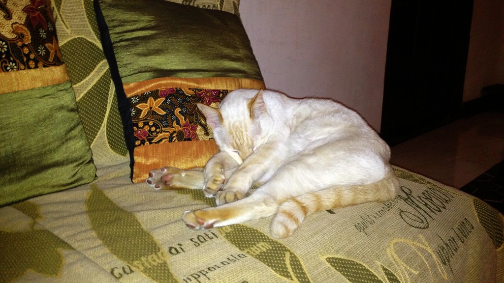 A cat fast asleep at a guest house in Chiang Mai