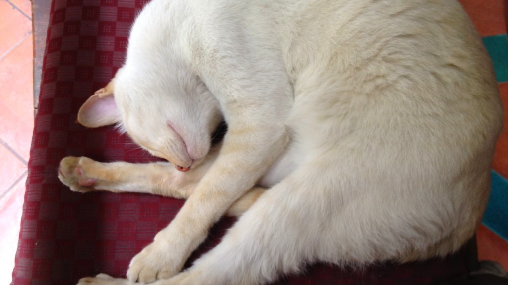 A guest house cat in Chiang Mai, Thailand