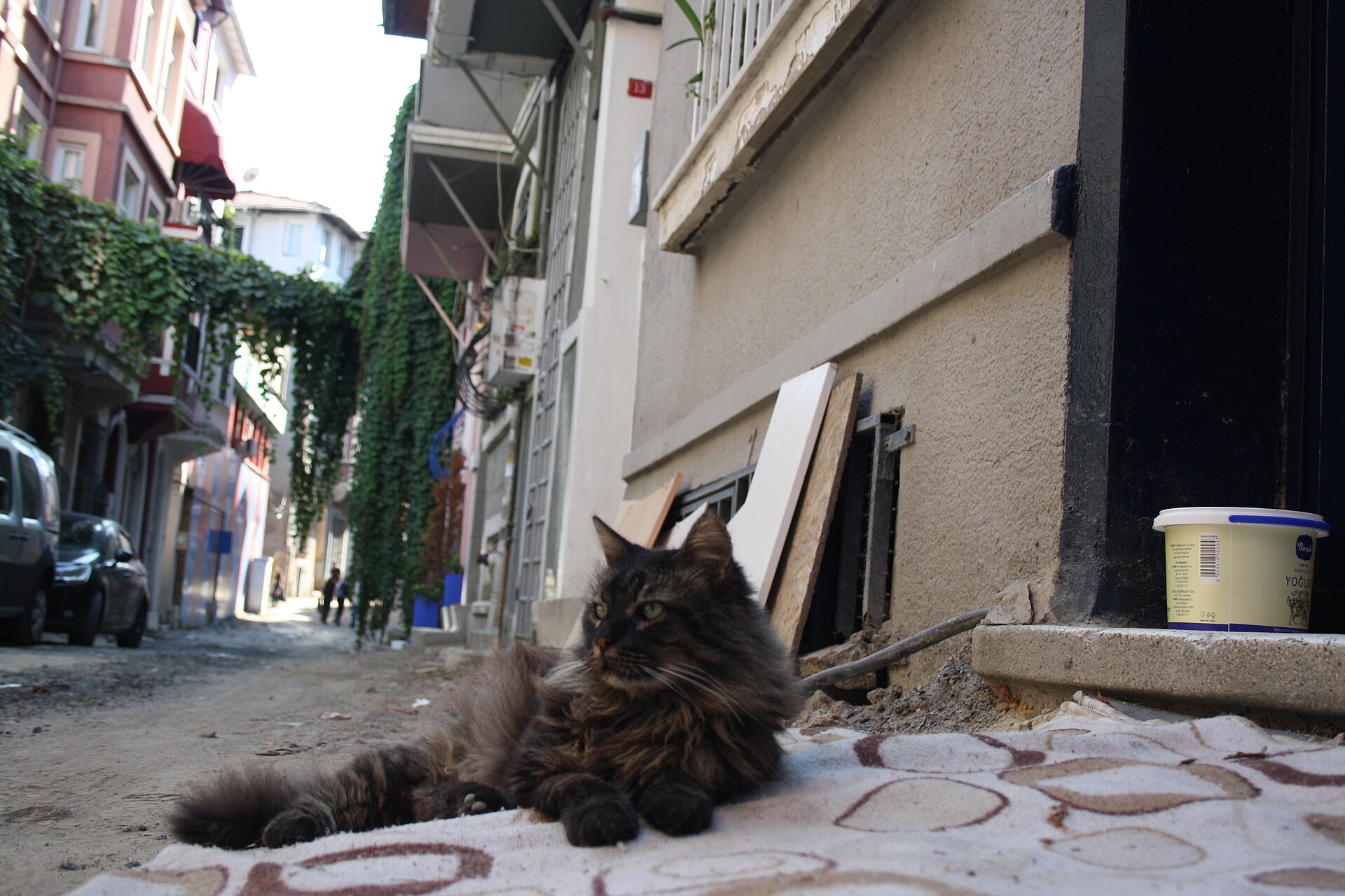 A long-haired brown tabby lying on a rug on 脟ukurcuma Caddesi, with a yogurt tub beside it on the step