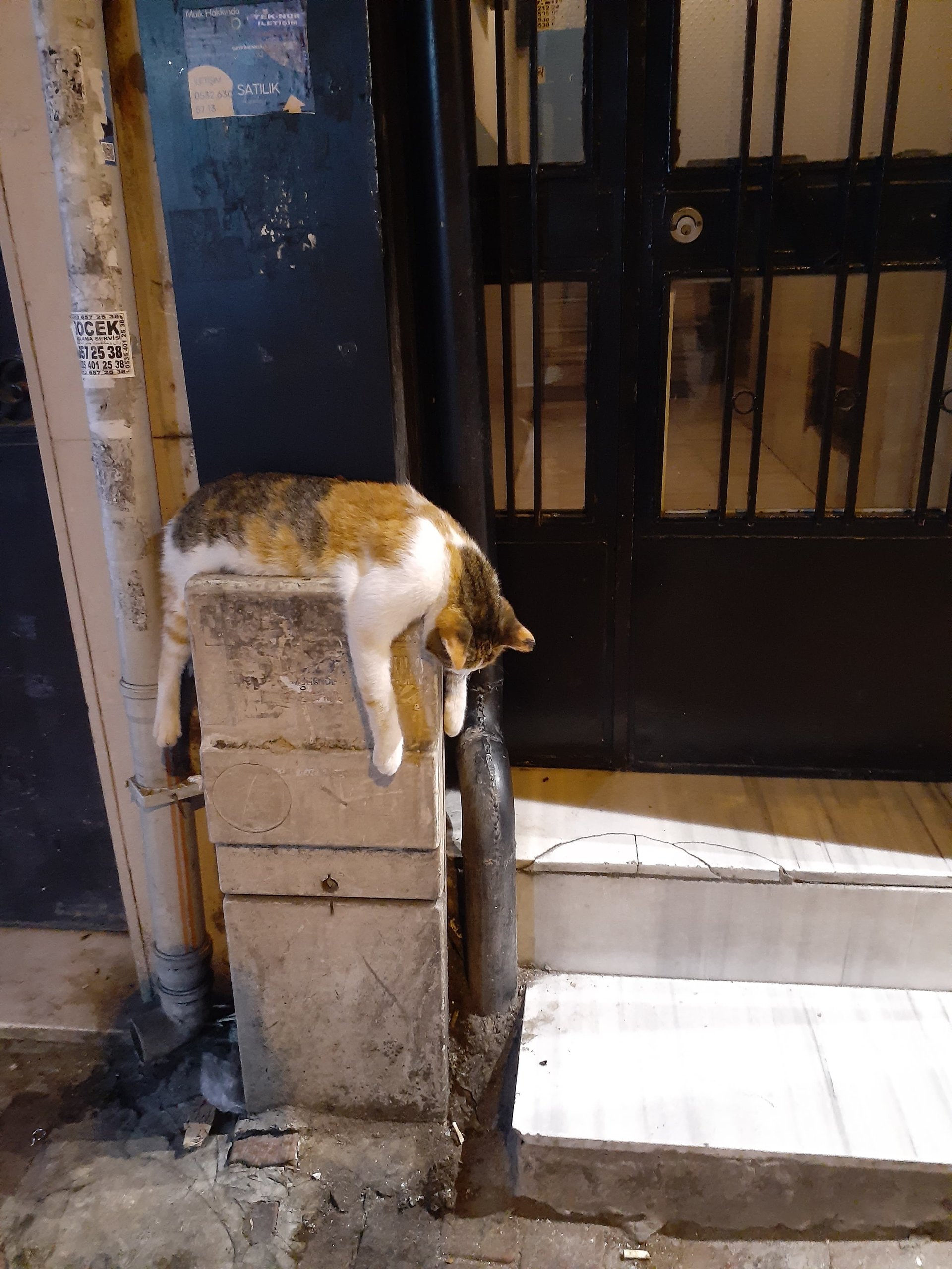 A cat asleep on top of a street utility box