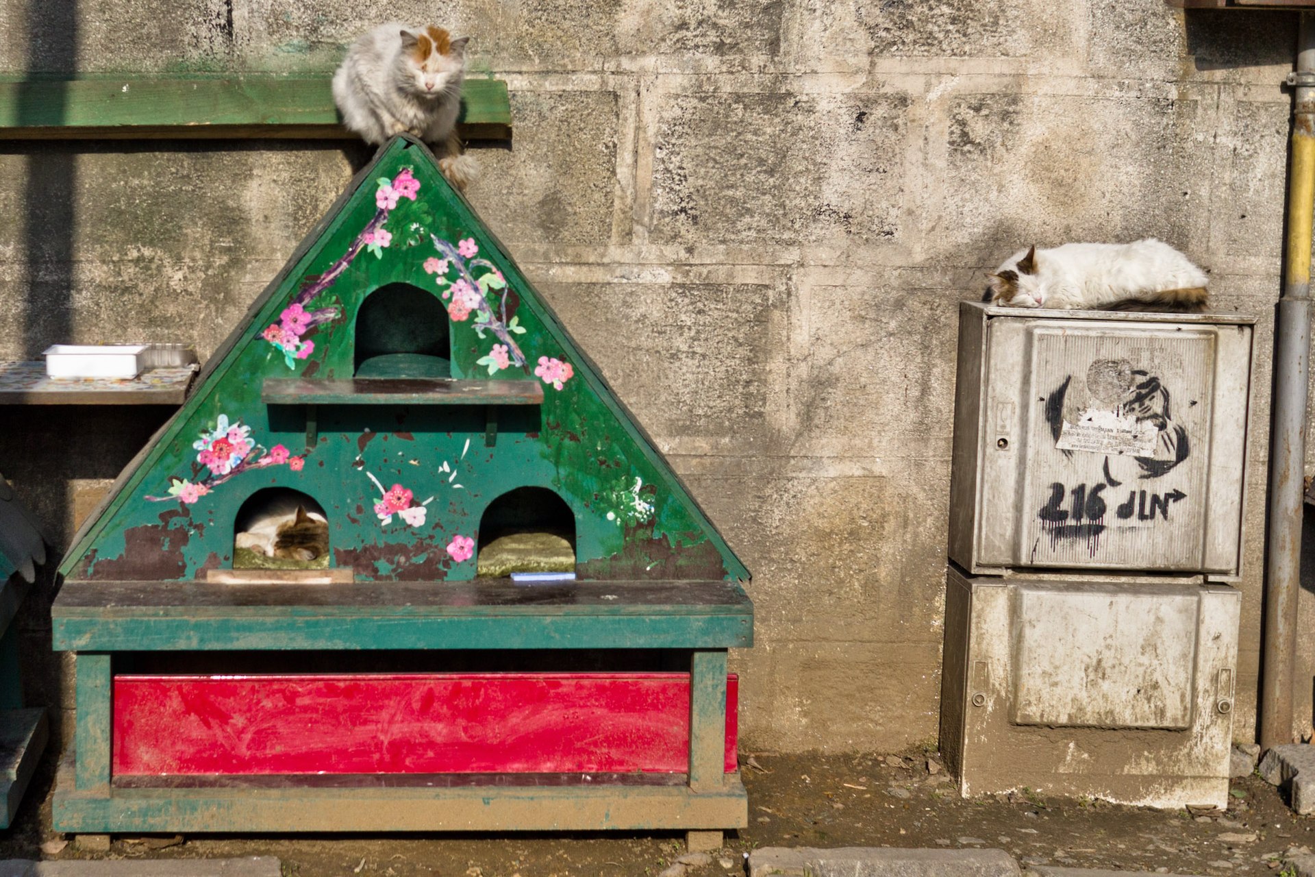 Four cats on and around a hand-painted green cat house with flowers on it, built against a concrete wall