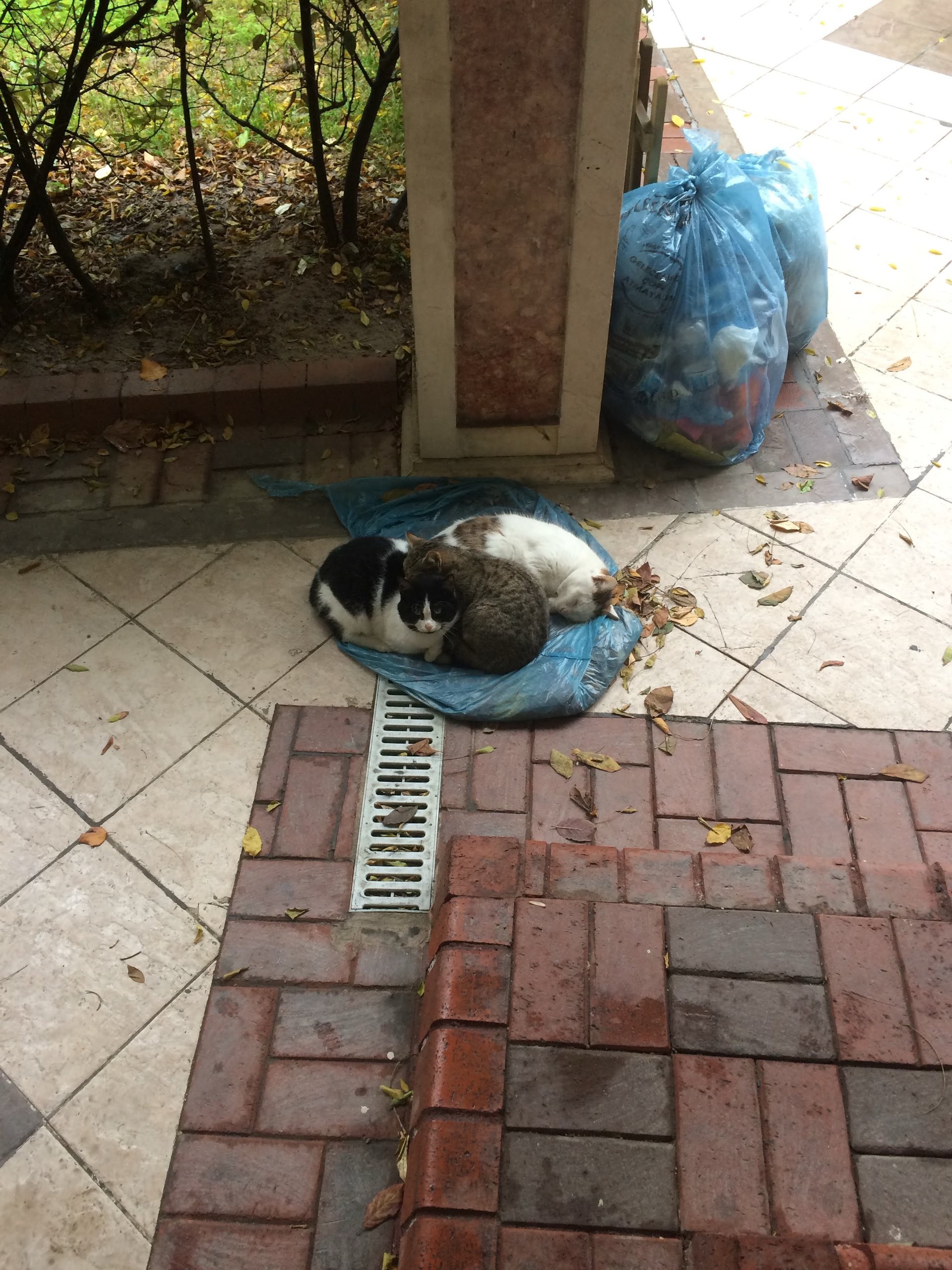 Three cats asleep together on a plastic bag
