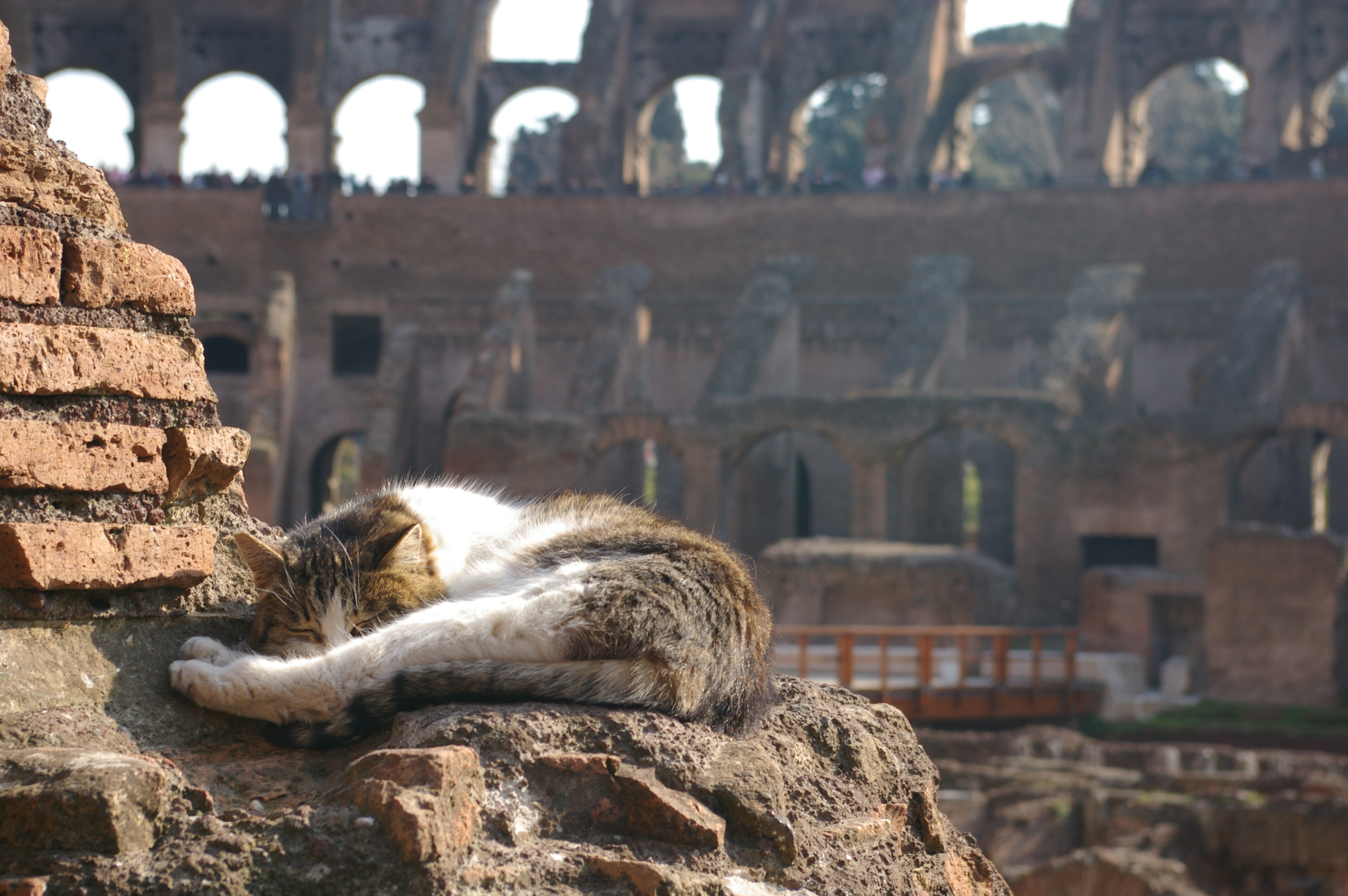 A cat asleep at the Colosseum in Rome