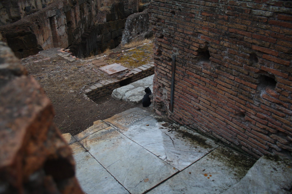 A Colosseum cat on the stones