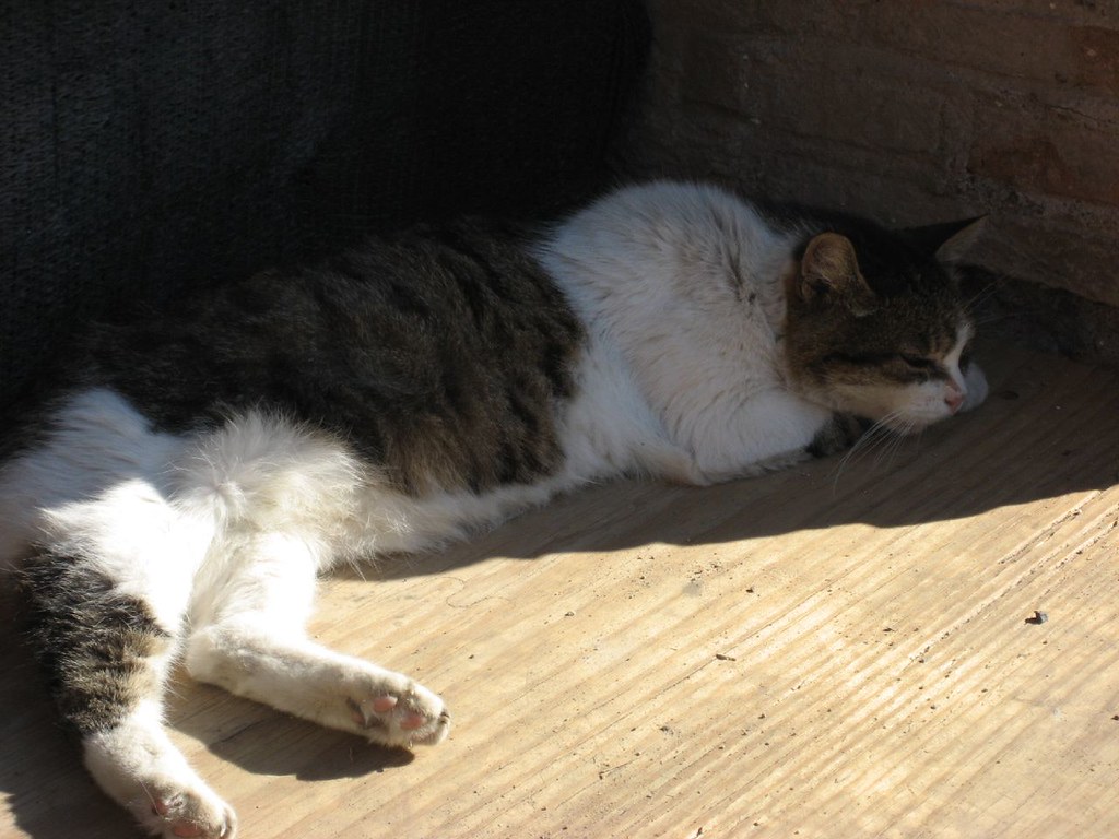 A Colosseum cat in Rome