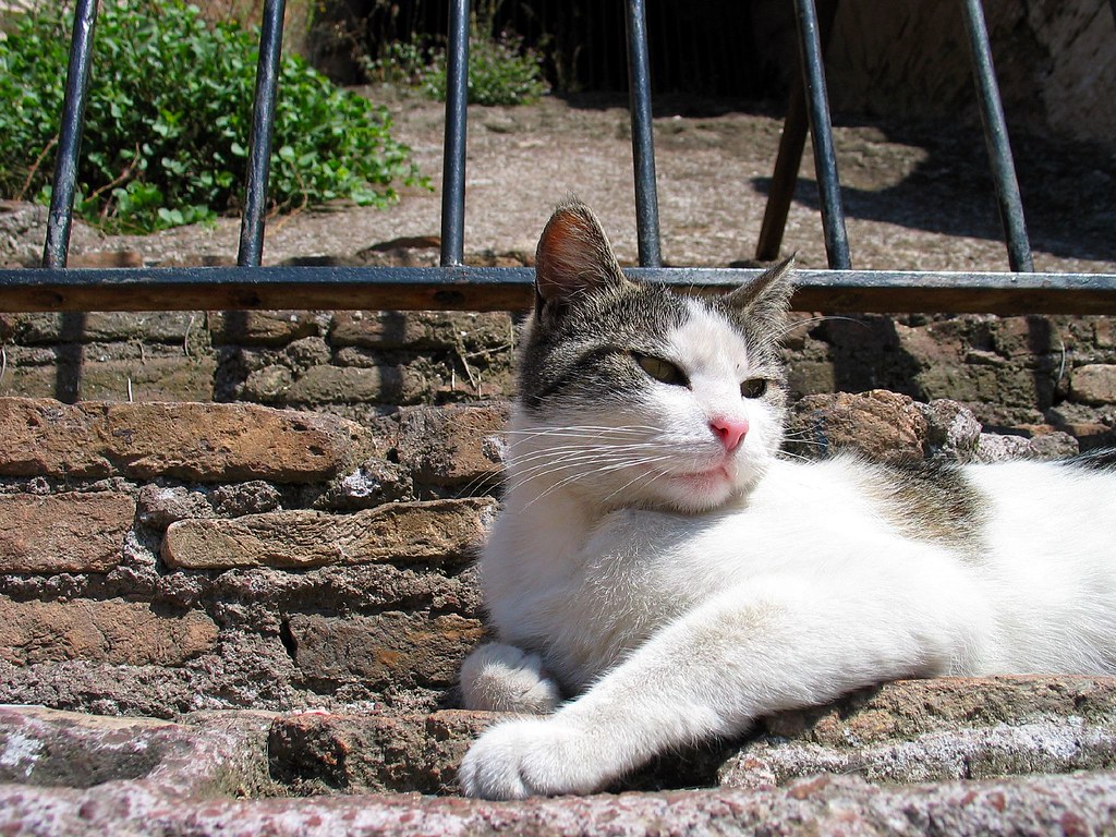 A tabby and white cat lying on the ancient brickwork of the Colosseum