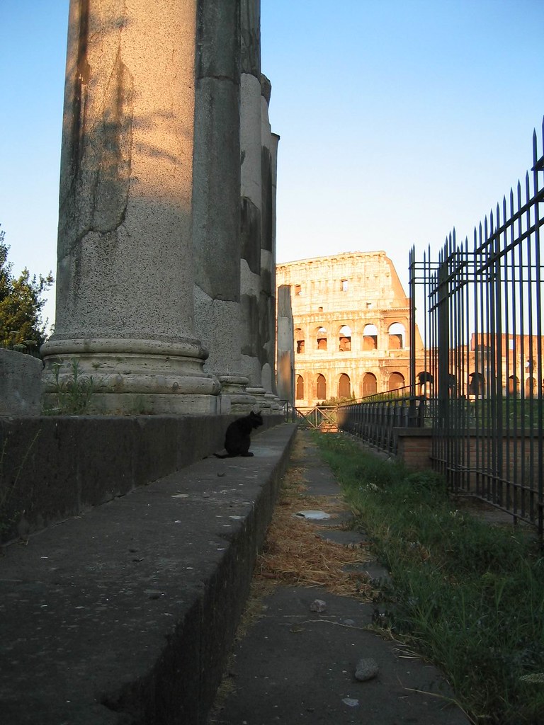 A cat among the columns near the Colosseum