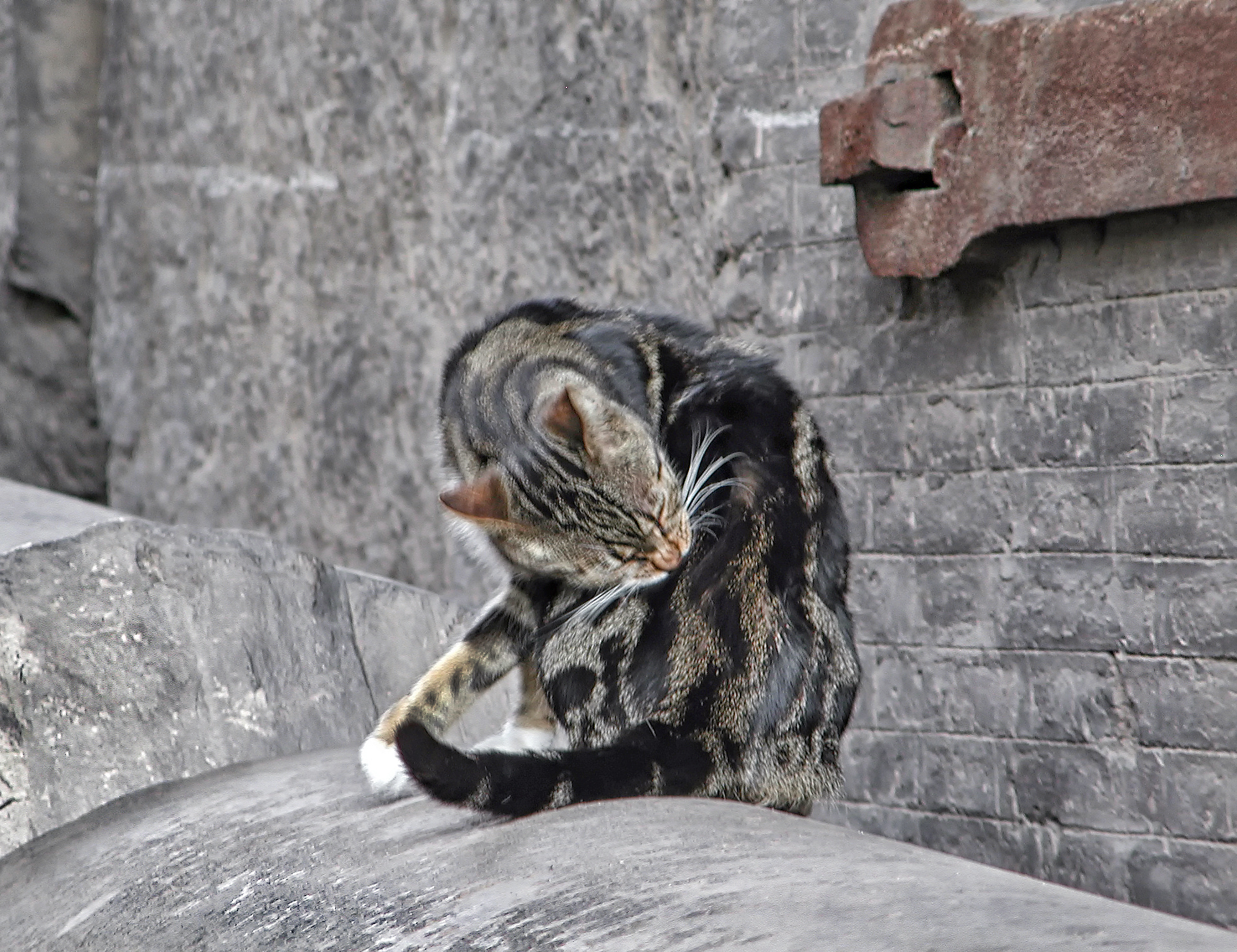 A feral cat at the Colosseum, Rome
