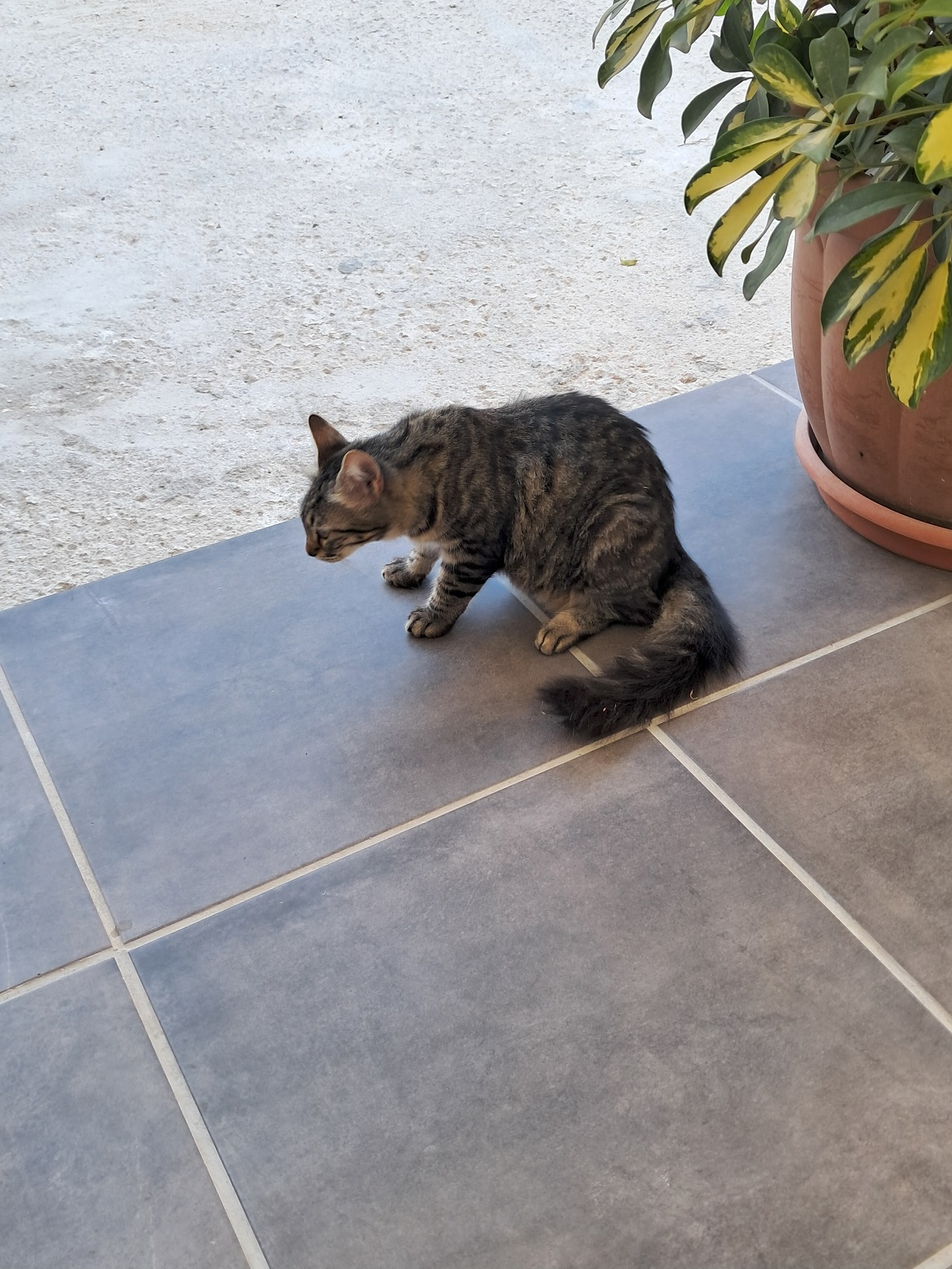 A cat in Corfu, in summer