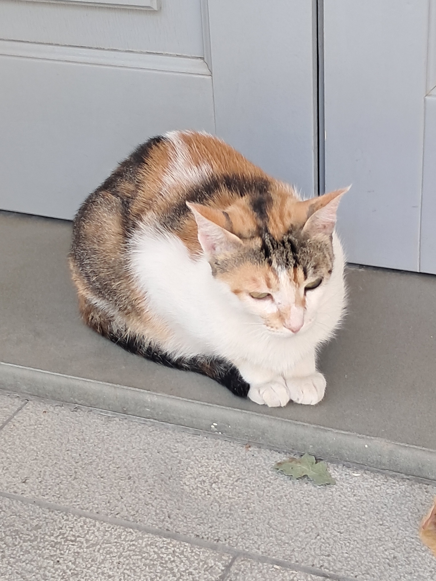 A cat in Corfu town in July