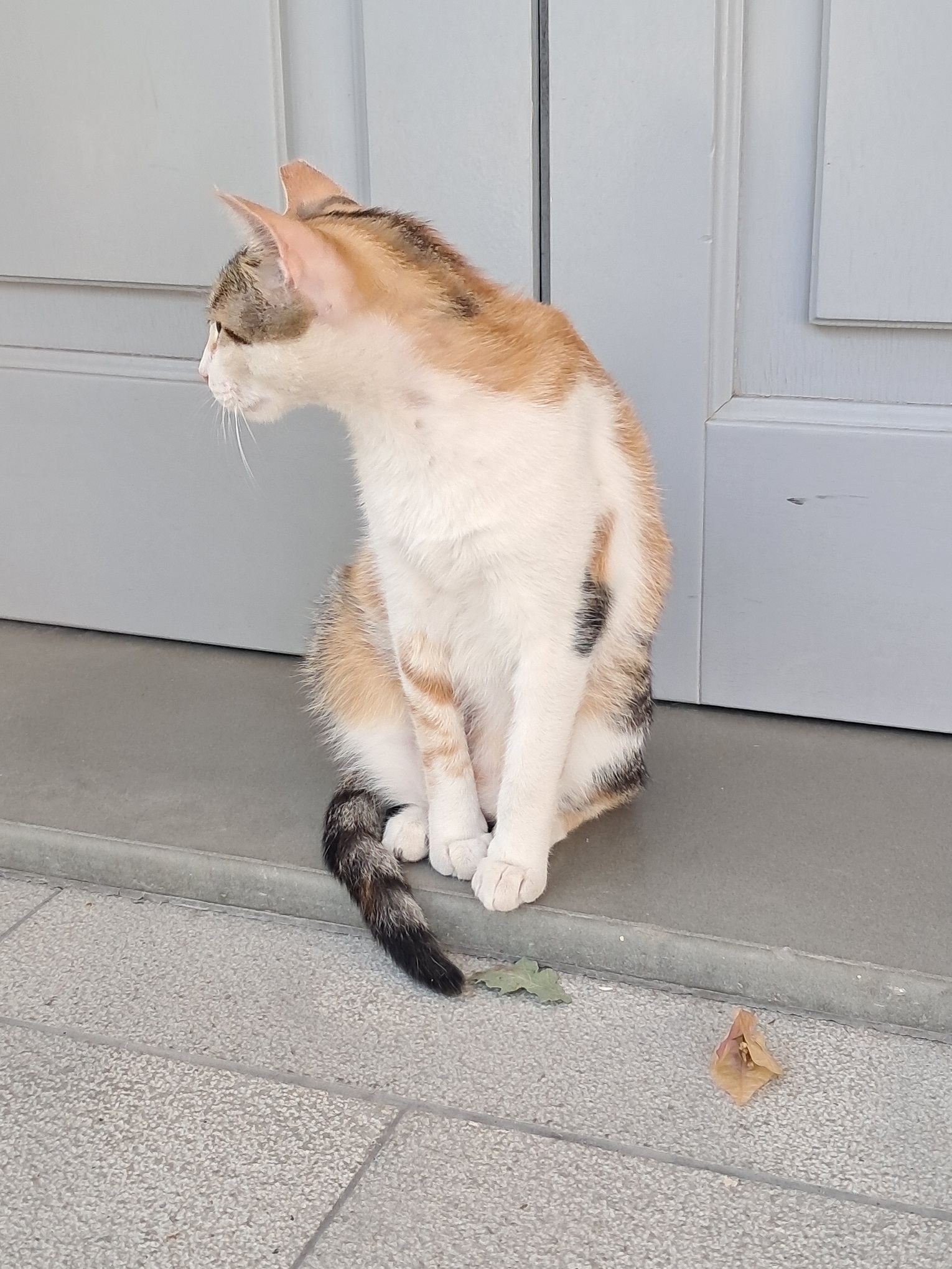 A street cat in the old town of Corfu